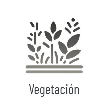 vegetación